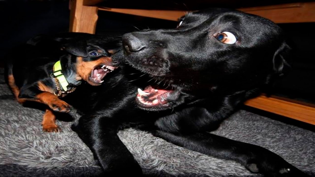 Funny Dog Videos 2016 - Funny Dogs Compilation January 2016 - Funny Dogs 2016
