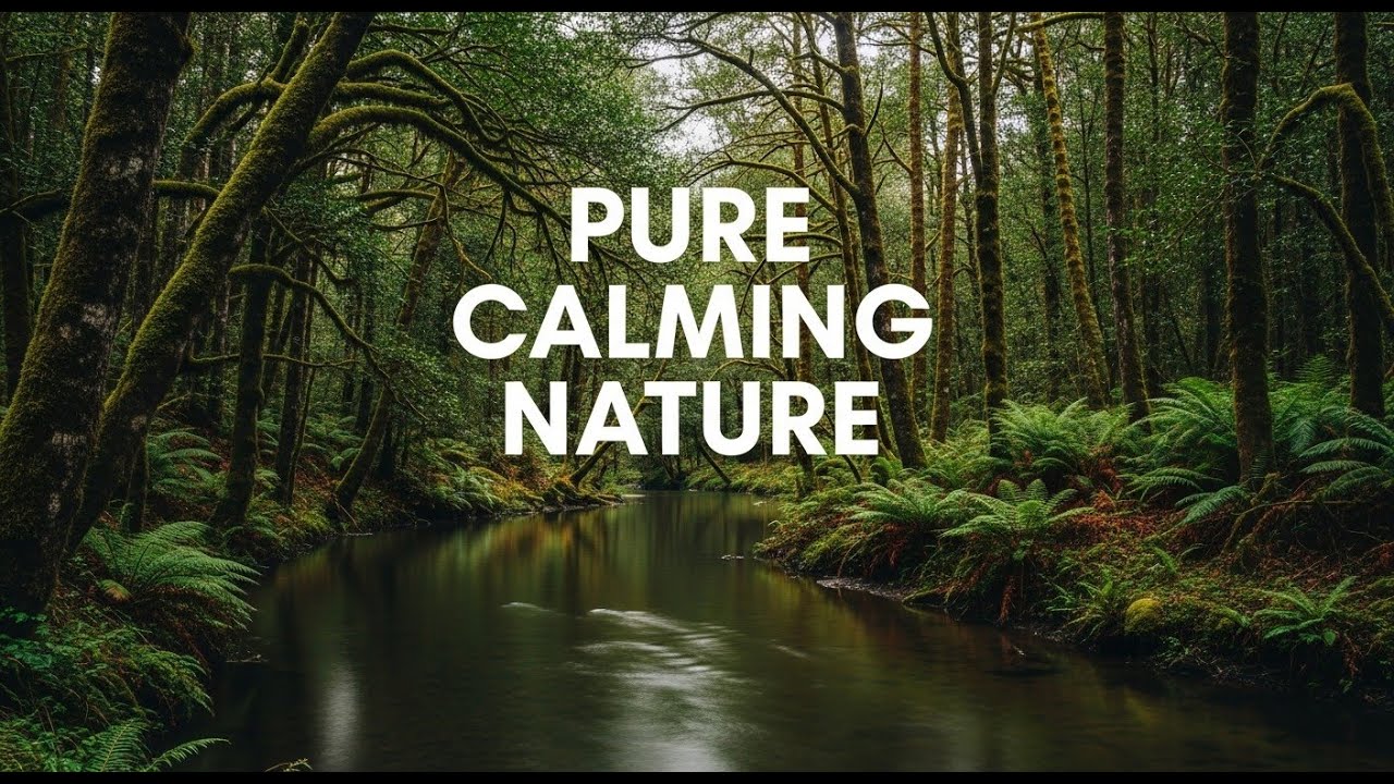 Relaxing Forest River 12 Hours Background Nature Audio for Inner Peace