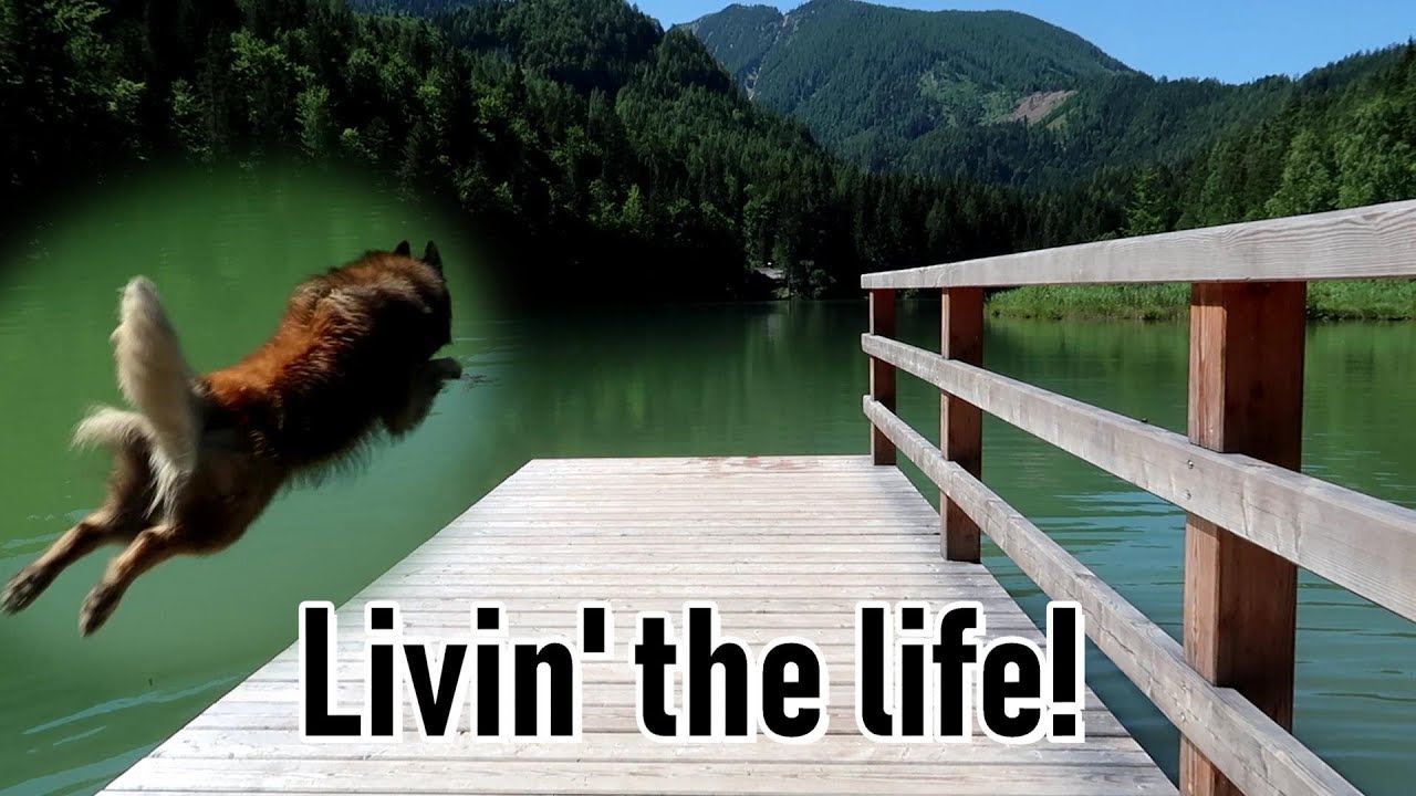 Day in the Life of a Belgian Shepherd Dog | Vacation Edition