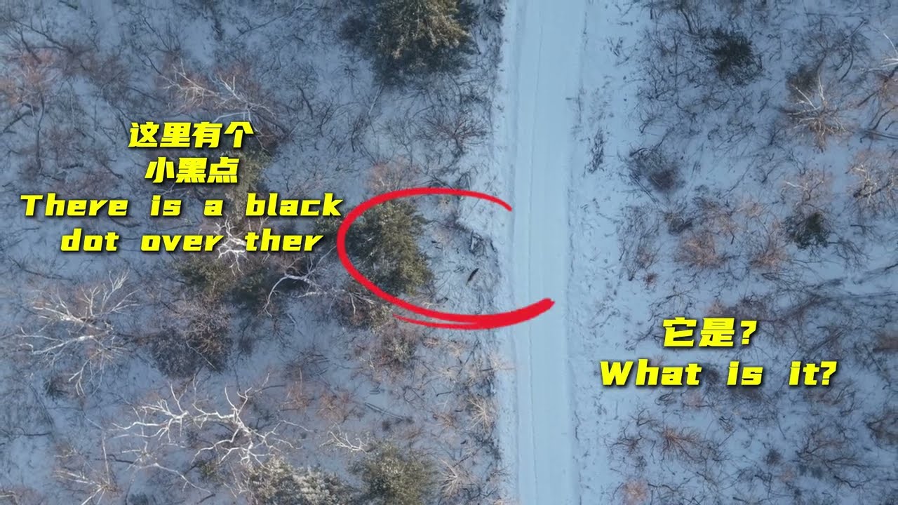 Tiger Encounter on Mountain Power Patrol: 