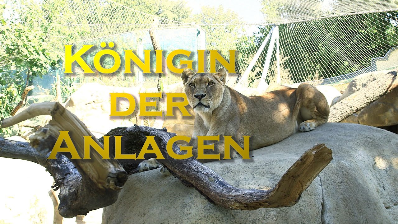 Löwenanlage fertig I Tiergarten Schönbrunn