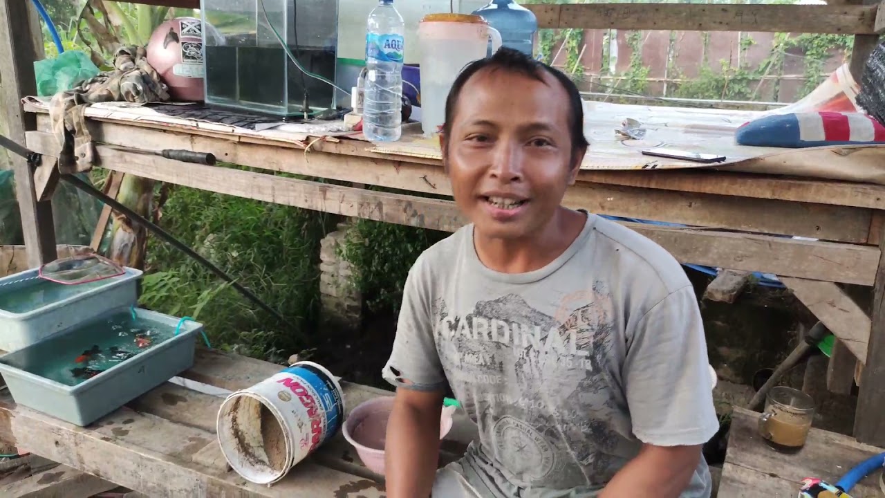 Cara Membuat Racikan Pakan Ikan Koki Mudah dan Sederhana