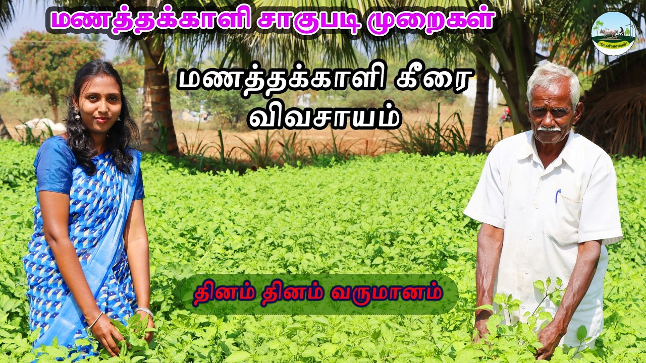 தினம் தினம் வருமானம் | மணத்தக்காளி கீரை விவசாயம் | மணத்தக்காளி சாகுபடி முறைகள்