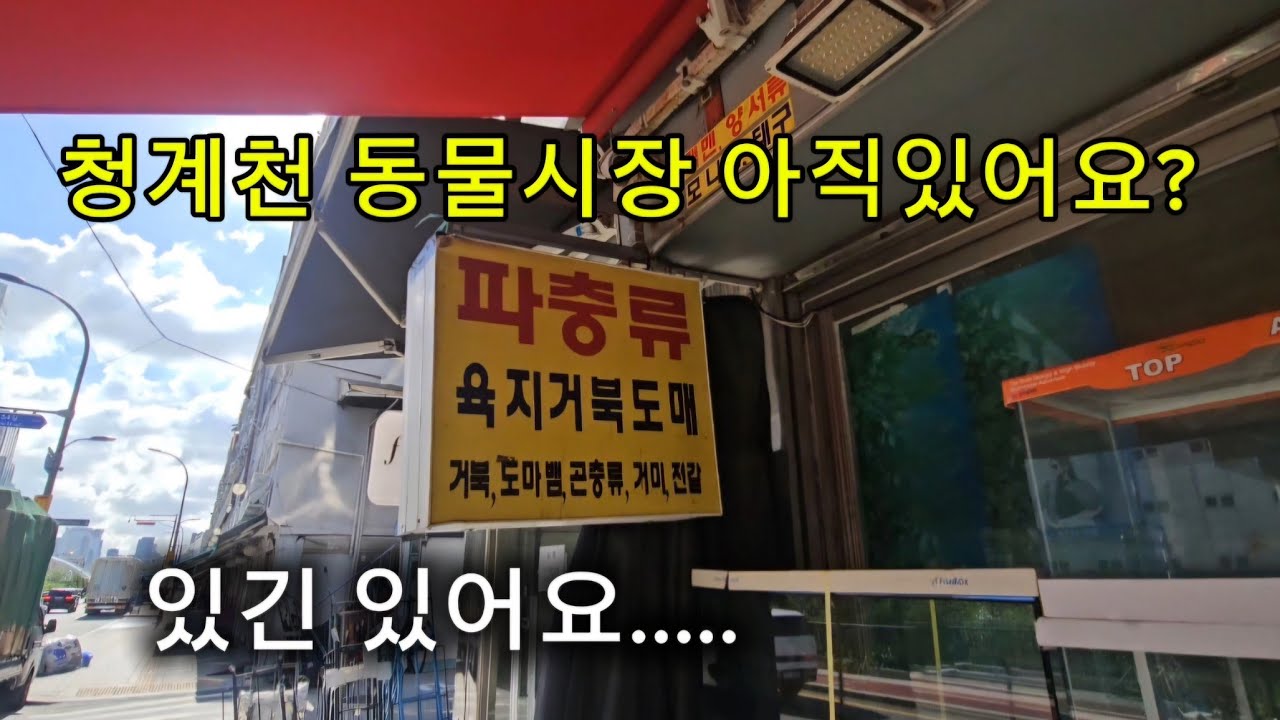 청계천 애완동물 거리를 현황은...? #청계천 #동물거리 #애완동물 #파충류 #애완견