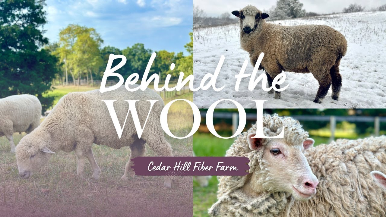 The Sheep Breeds We Raise and What I Like and Don’t Like About Them | Behind the Wool