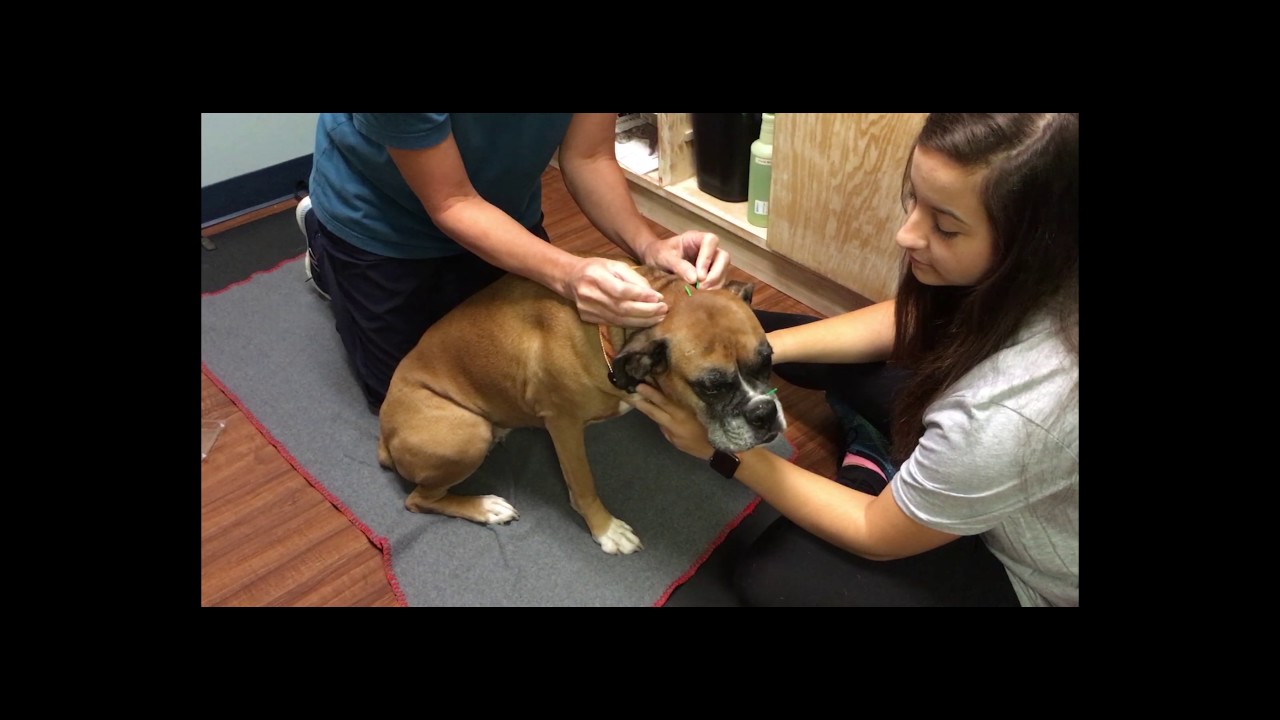 Bulldozer Health Network Highlight: Family Pets Veterinary Care