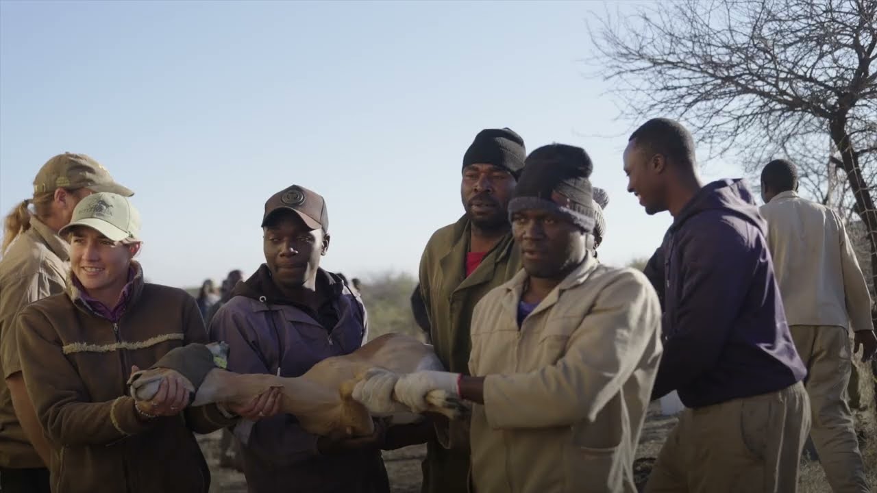 Wildlife translocation brings new opportunities to Mucheni Conservancy in Zimbabwe 