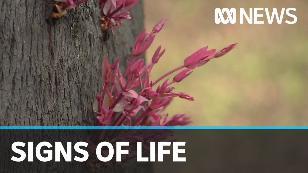 The Blue Mountains iconic eucalypt forests show signs of recovery after the bushfires | ABC News
