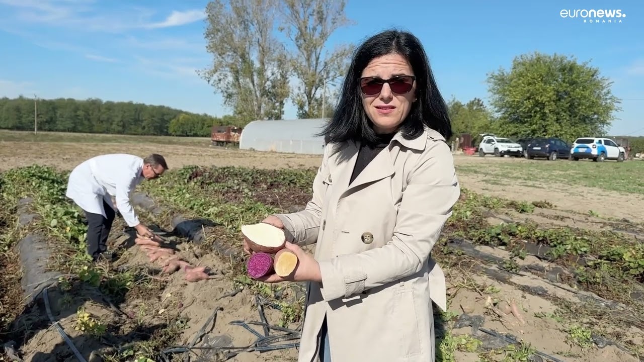 Cartofii dulci înlocuiesc pepenii din Dăbuleni. Cum a reușit soiul coreean să se adapteze în Dolj