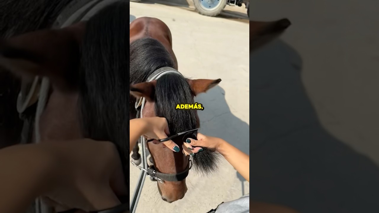 &iquest;Qu&eacute; Pasa Si No Cortan El Pelo De Un Caballo? 🤔 #Caballos #Curiosidades #Animales #Equitaci&oacute;n