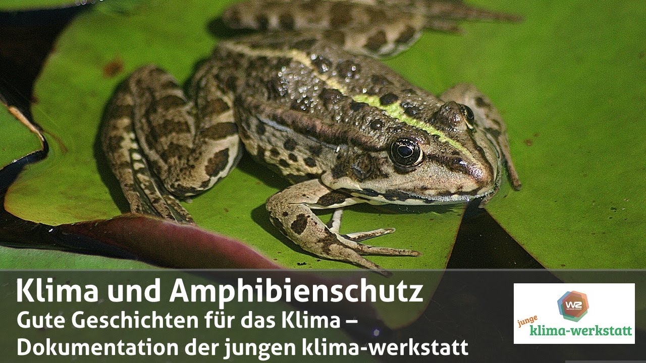 Klima und Amphibienschutz – Dokumentation | junge klima-werkstatt
