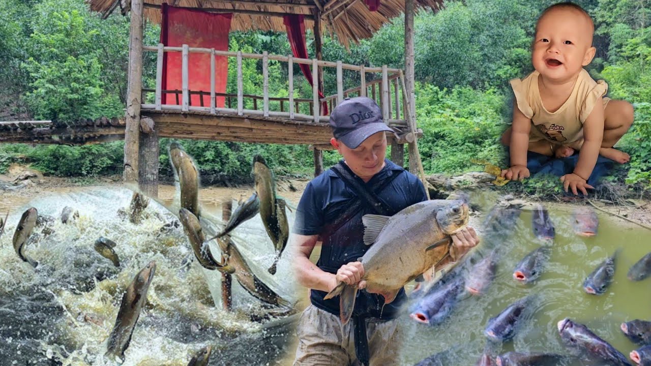 Single farther : Harvest snails and fish in the pond, cook braised fish to enjoy