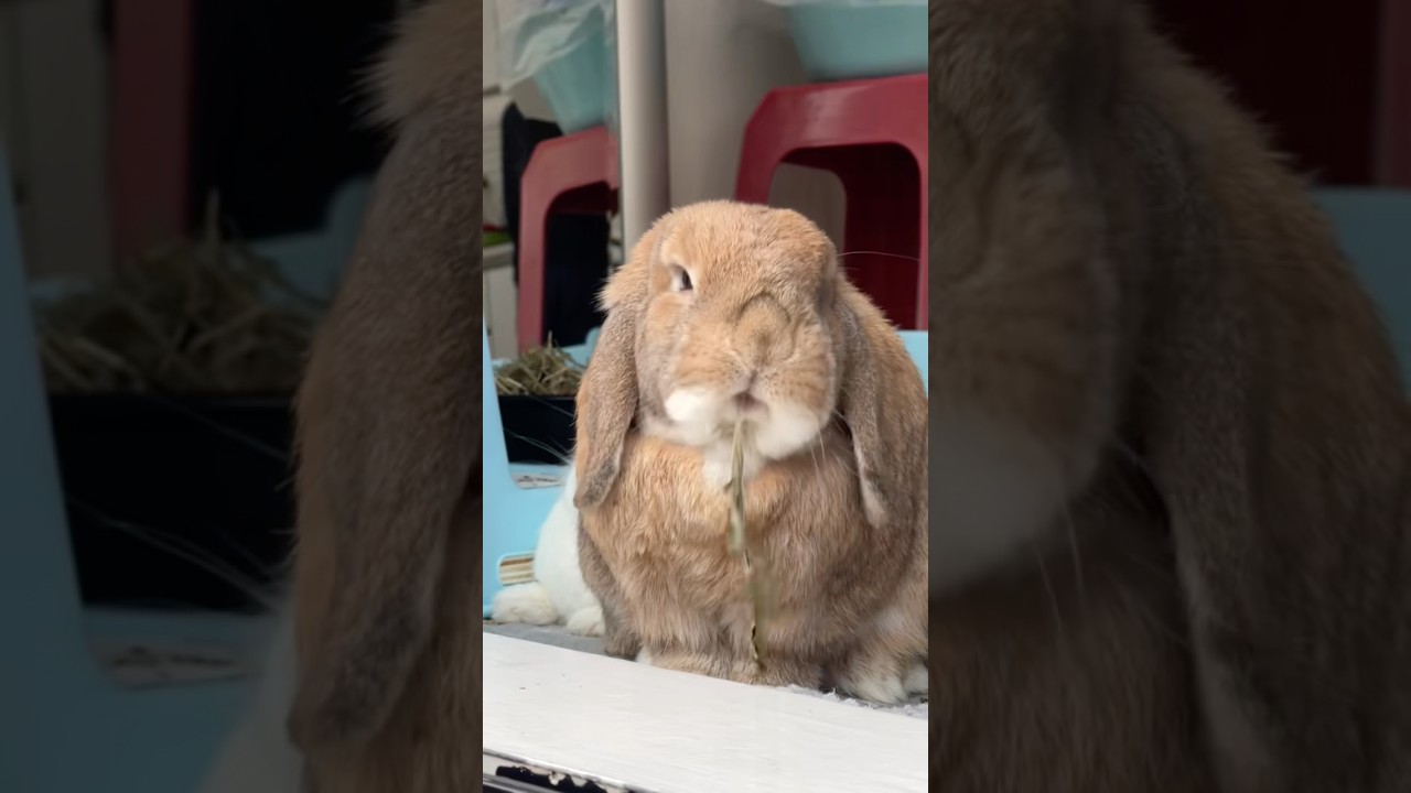 #bunnys