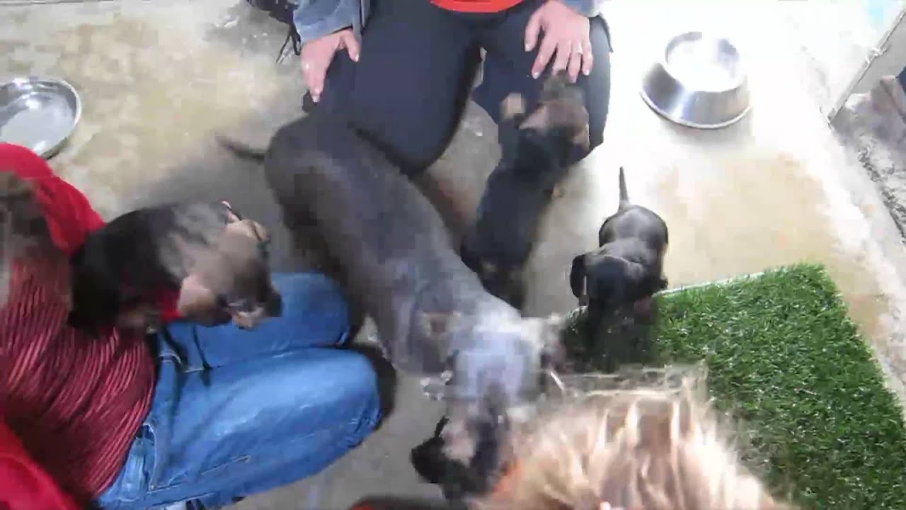 Puppies!