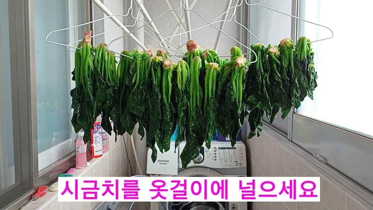 시금치를 옷걸이에 걸어보세요??