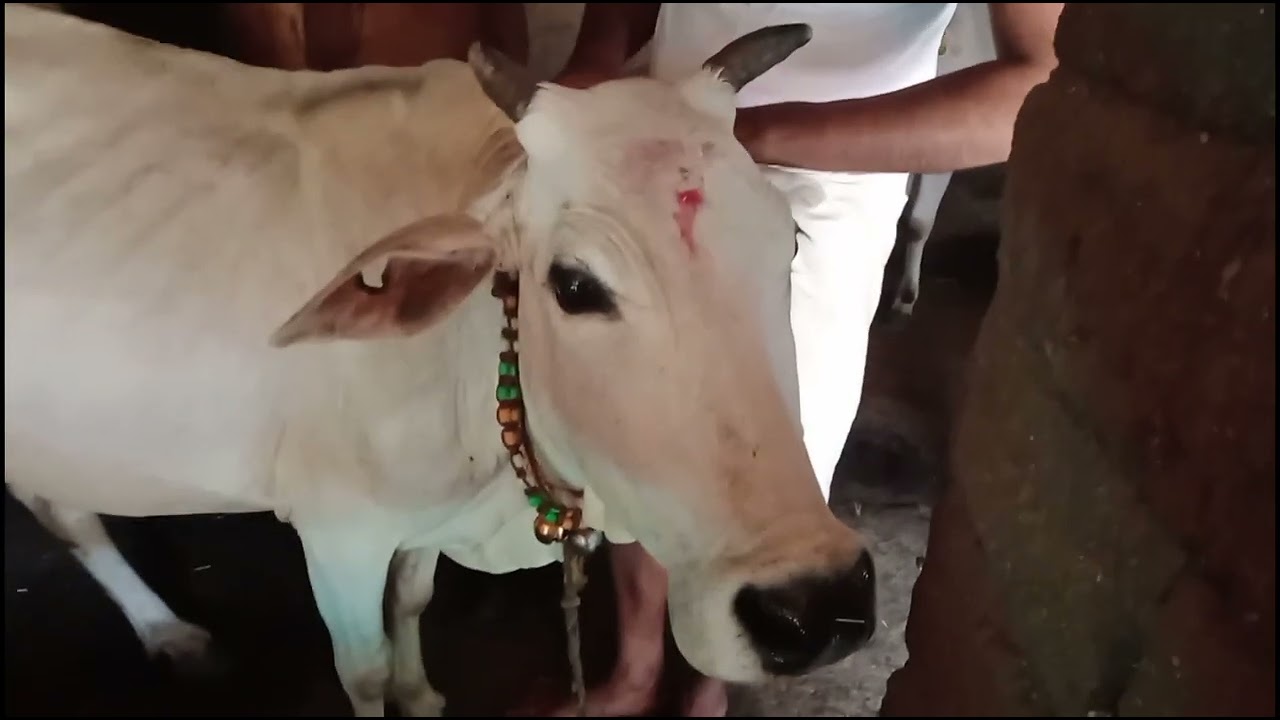 Gau Puja || CG khichdi khawthe huye ||   #chhattisgarhia|| #viral #chhattisgariyasablebadhiya