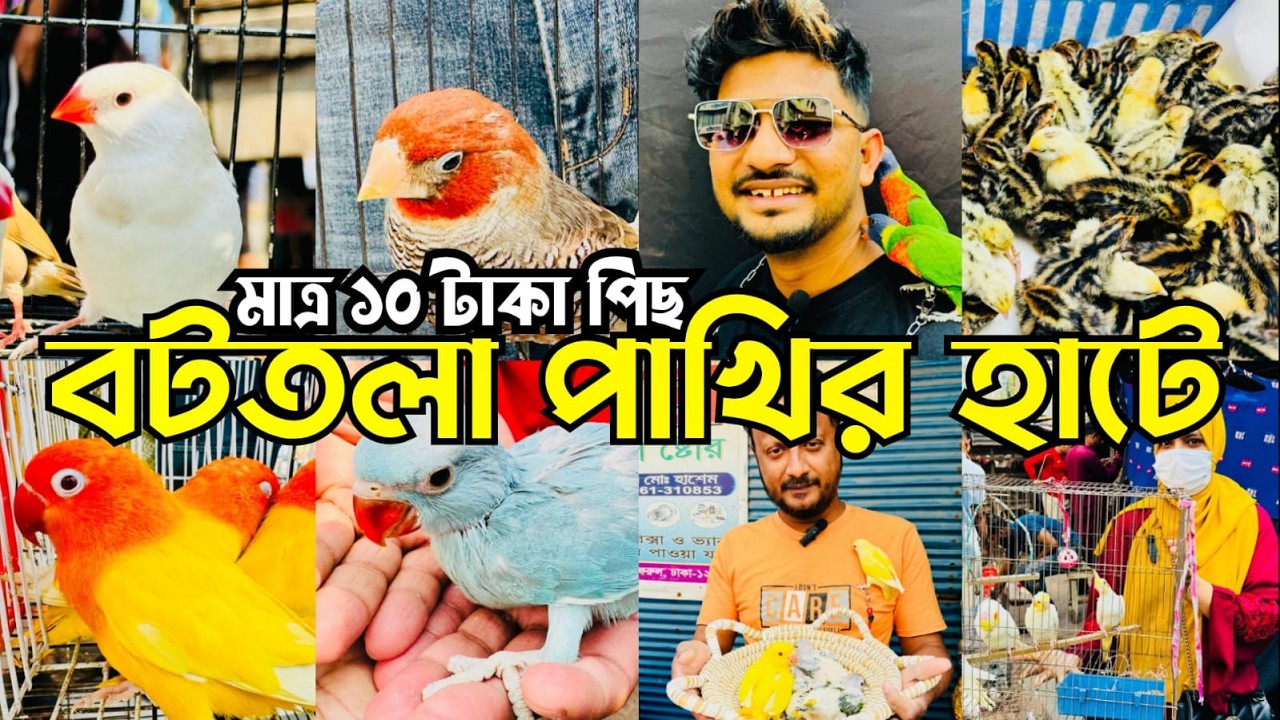 মাত্র ১০ টা'কা পিছ বটতলা পাখির হাটে | Bottola Pakhir Hat | Mirpur 13 Pakhir Hat #viral