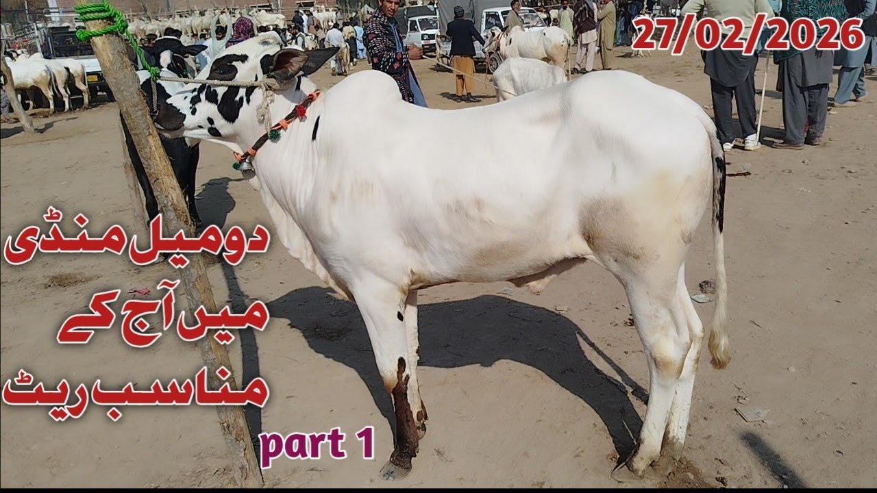 Today Domail Mandi Latest 27/02/2026 Fatehjangi Rate's Update @wahbullcrazy Taxila Mandi Qurbani2026