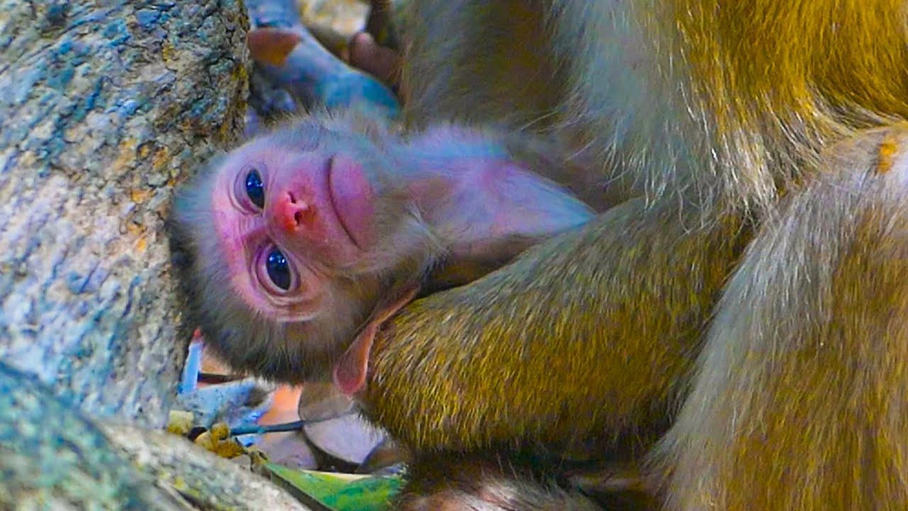 WELCOME Newborn baby monkey & Our team call Lila's Newborn baby 