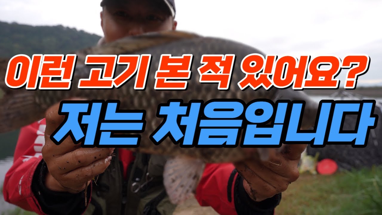 이런 붕어, 저는 처음입니다