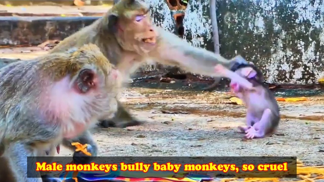The arrogant big monkey kept hitting the little monkey. This big monkey is so cruel!