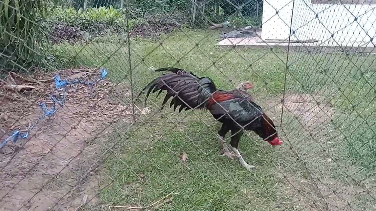 เลิกงานไว้พอมีเวลาเอา🐓ออกมาเล็มหญ้าหน่อย แม่หลักเริ่มขึ้นกกไข่แล้ว #พม่าแข้งหน้า