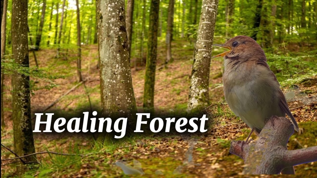 Relaxing Nature 🌲 Sounds For Stress Relief, Forest Sounds, Bird Song,ASMR