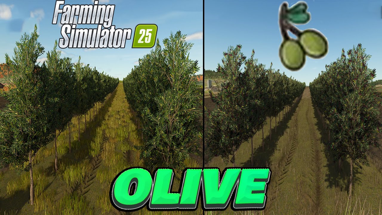 Farming Simulator25  | GUIDA oliveto OLIVE e raccolta + rendimento 200%