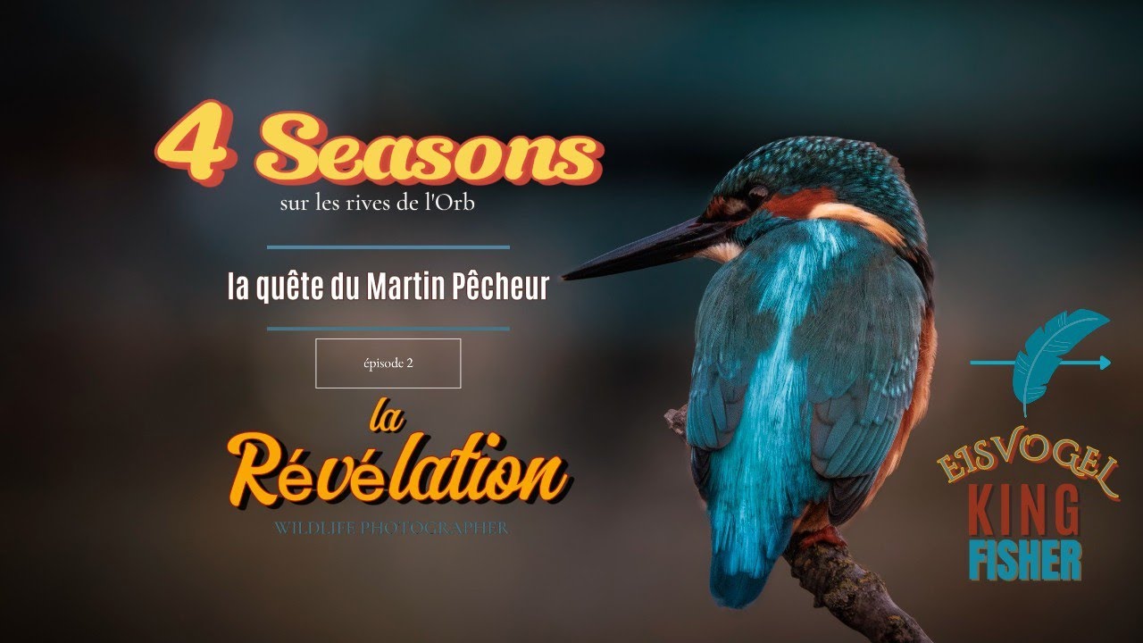 4 SEASONS - LA REVELATION #martinpescador #kingfisher #eisvogel #120fps #birdsflying #canonr7