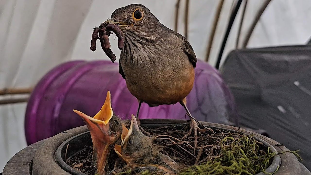 Sabiá-laranjeira alimentando os filhotes - Passaros no quintal