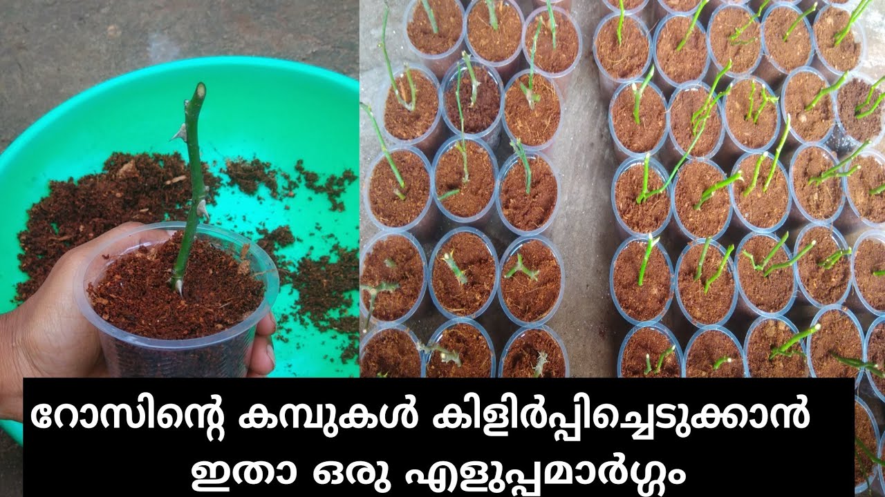 How to propagate rose cuttings easily/ നാടൻ റോസ് എങ്ങനെ എളുപ്പത്തിൽ കിളിർപ്പിക്കാം.