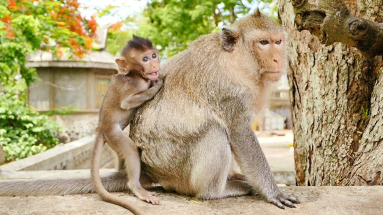 Very Strong Emma...Baby Monkey Emma Jumping Too Fast To Catch Her Mommy When She Starts To Set off