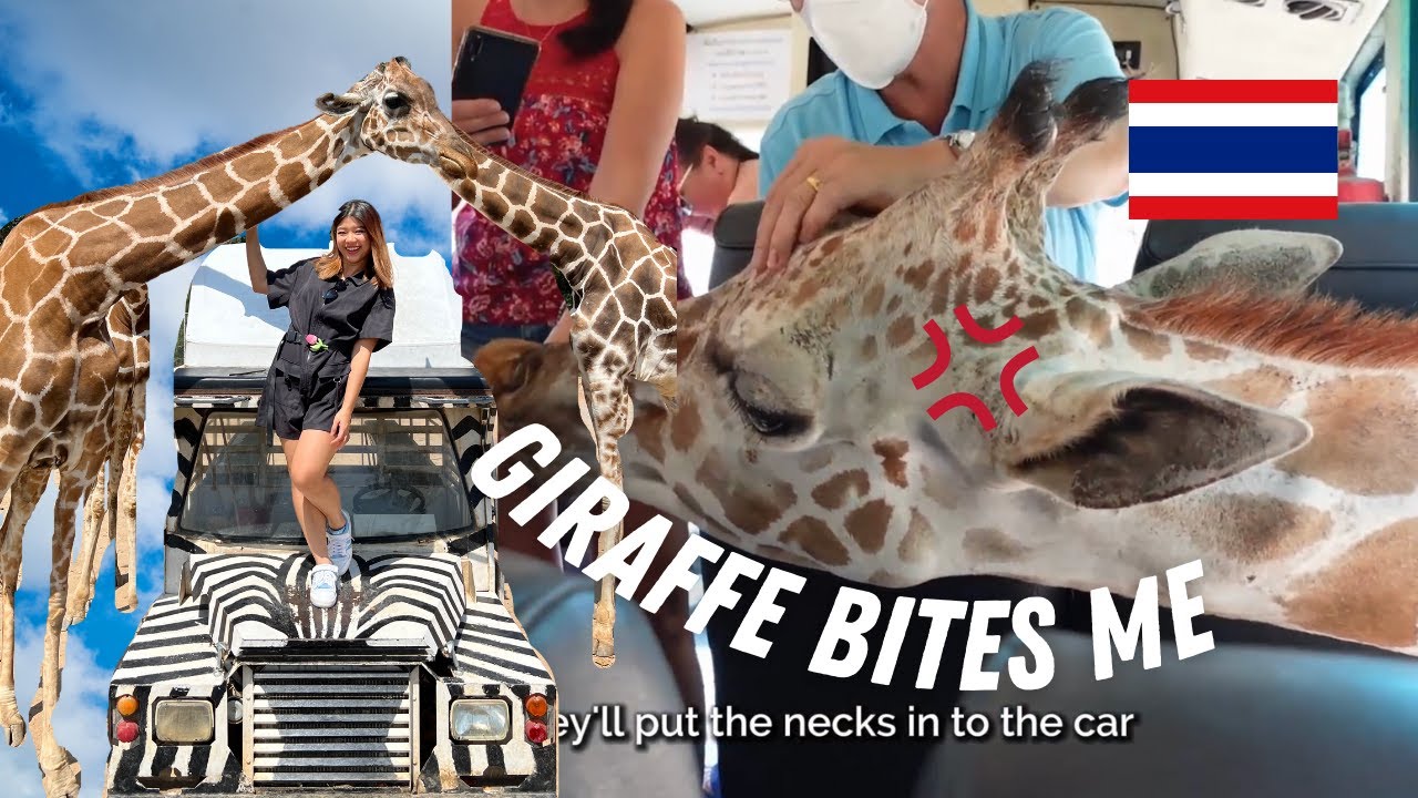 Giraffe Encounter in Safari Park, Kanchanaburi | Day trip from Bangkok