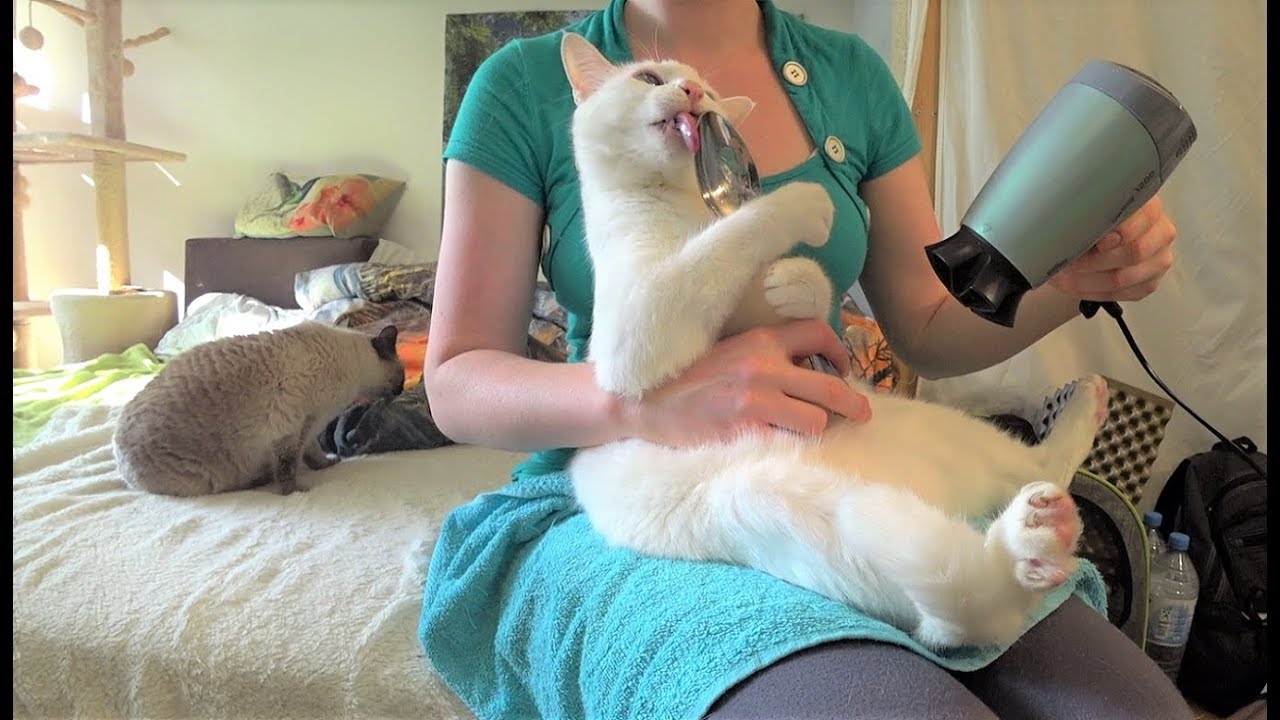 Tutorial: How to Get a Cat Used to a Blow Dryer/Hair Dryer (e.g. after Rain or a Bath)
