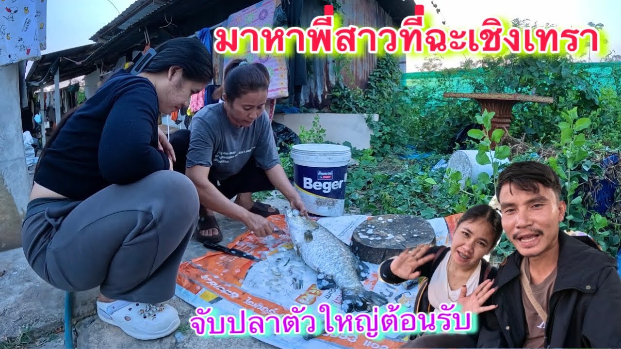 พี่สาวมาทำงานเลี้ยงกุ้งได้10เดือนแล้ว ￼ดีใจจับปลากะพงตัวใหญ่ๆต้อนรับน้องๆ