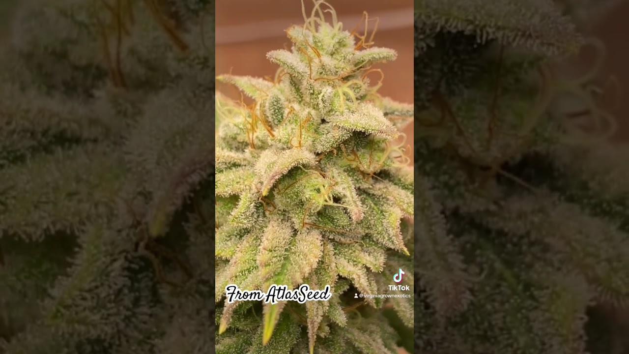 Gopher Glue Photoperiod from #Atlasseed under the Vivosun VS2000 #canna #foryou #cultivation