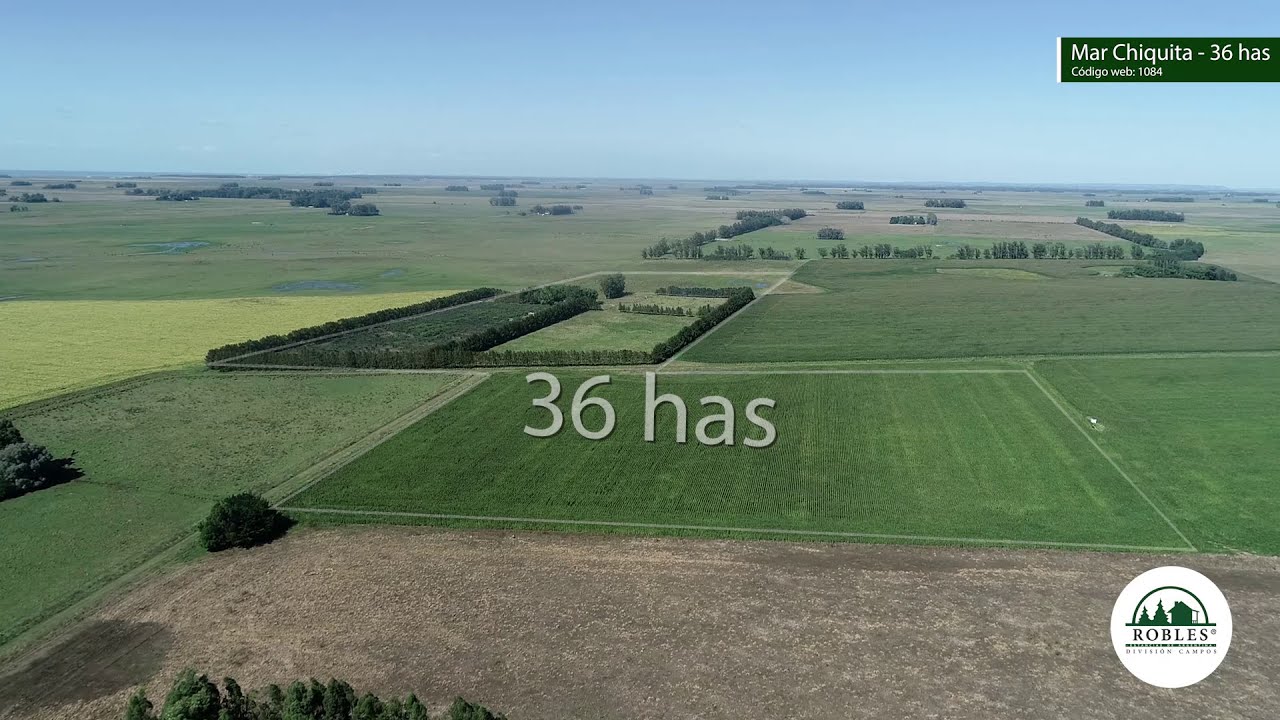 Robles Campos. Campo agrícola de 36 has con kiwi en producción en partido de Mar Chiquita.