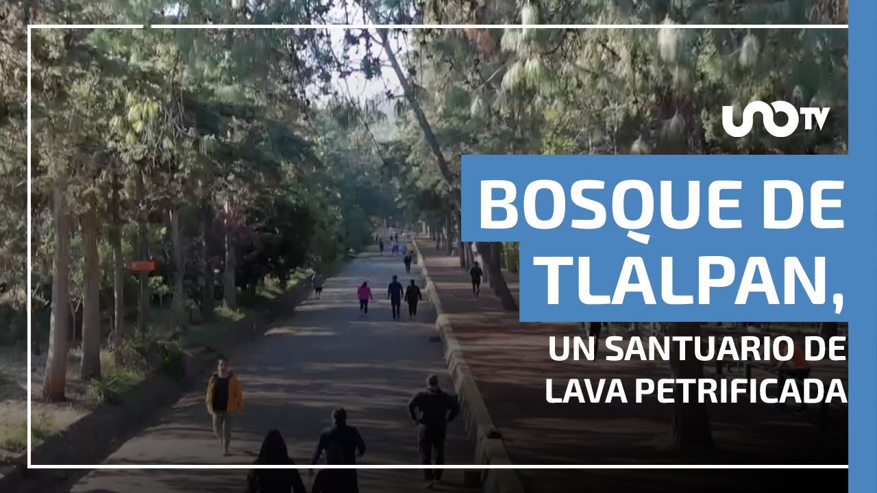 Bosque de Tlalpan: el ecosistema que nació de la lava del volcán Xitle