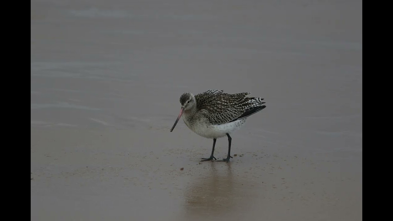 Photographing Godwits - October 2025