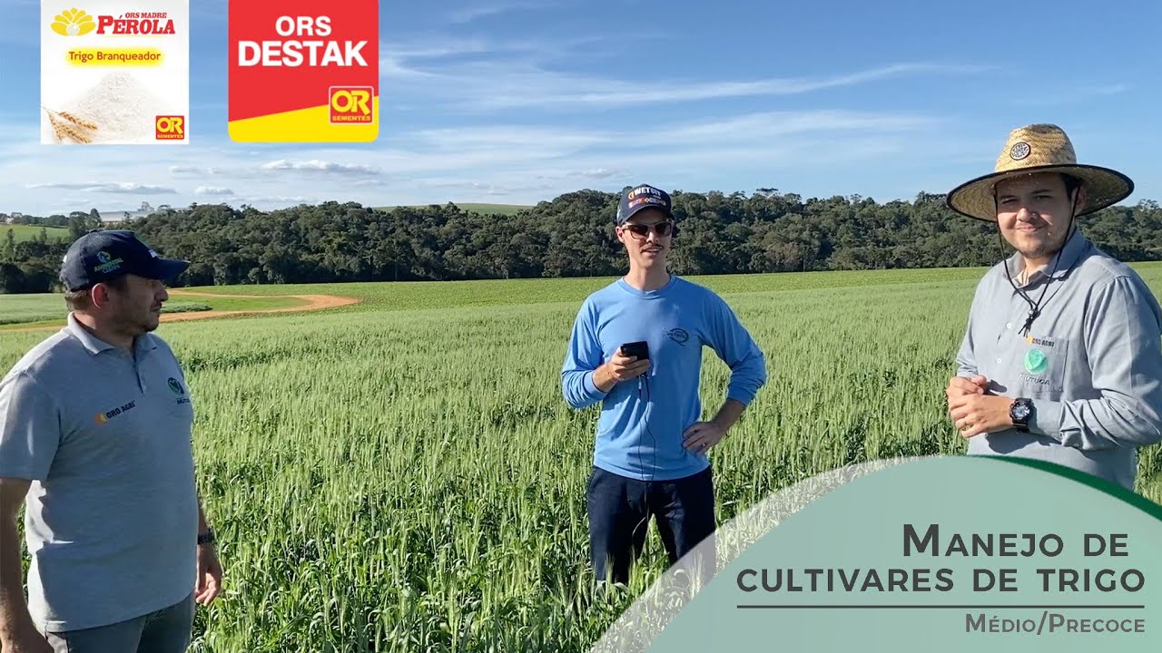 Manejo de cultivares de trigo m&eacute;dio/precoce | Sementes Mutuca