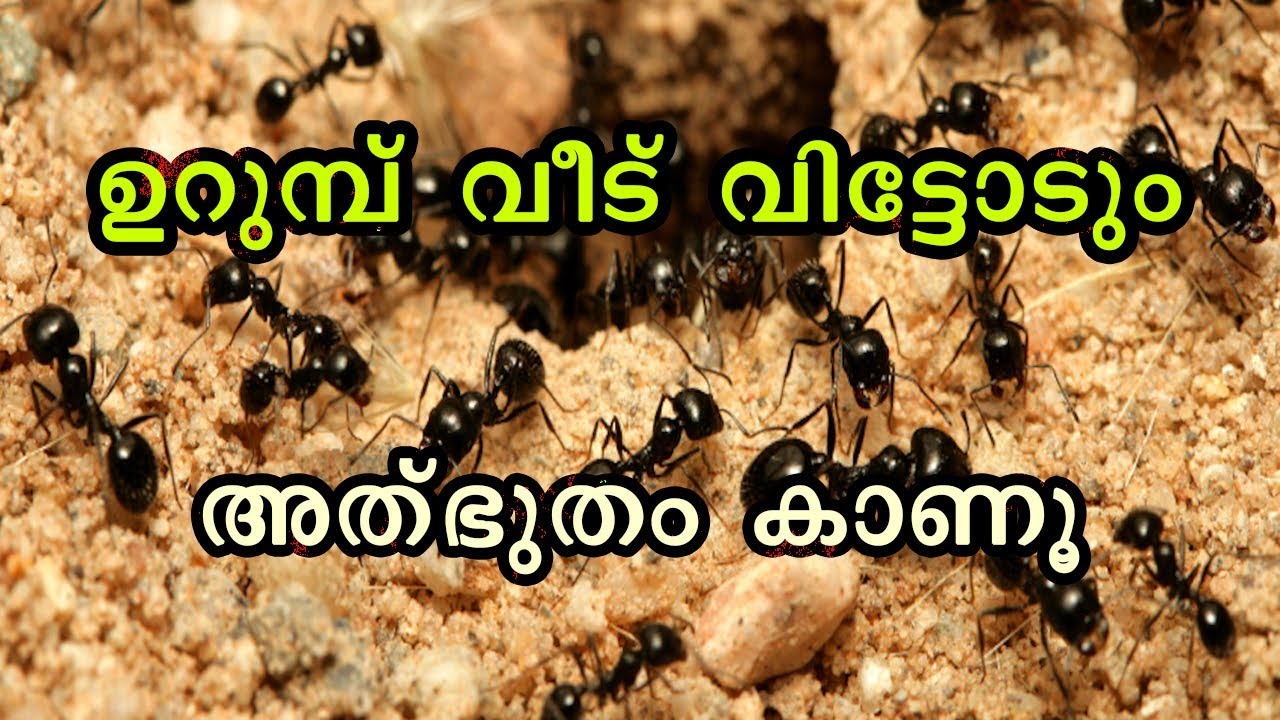 10 Best Home Remedies to get Rid of Ants||ഉറുമ്പിനെ എളുപ്പത്തിൽ തുരത്താം
