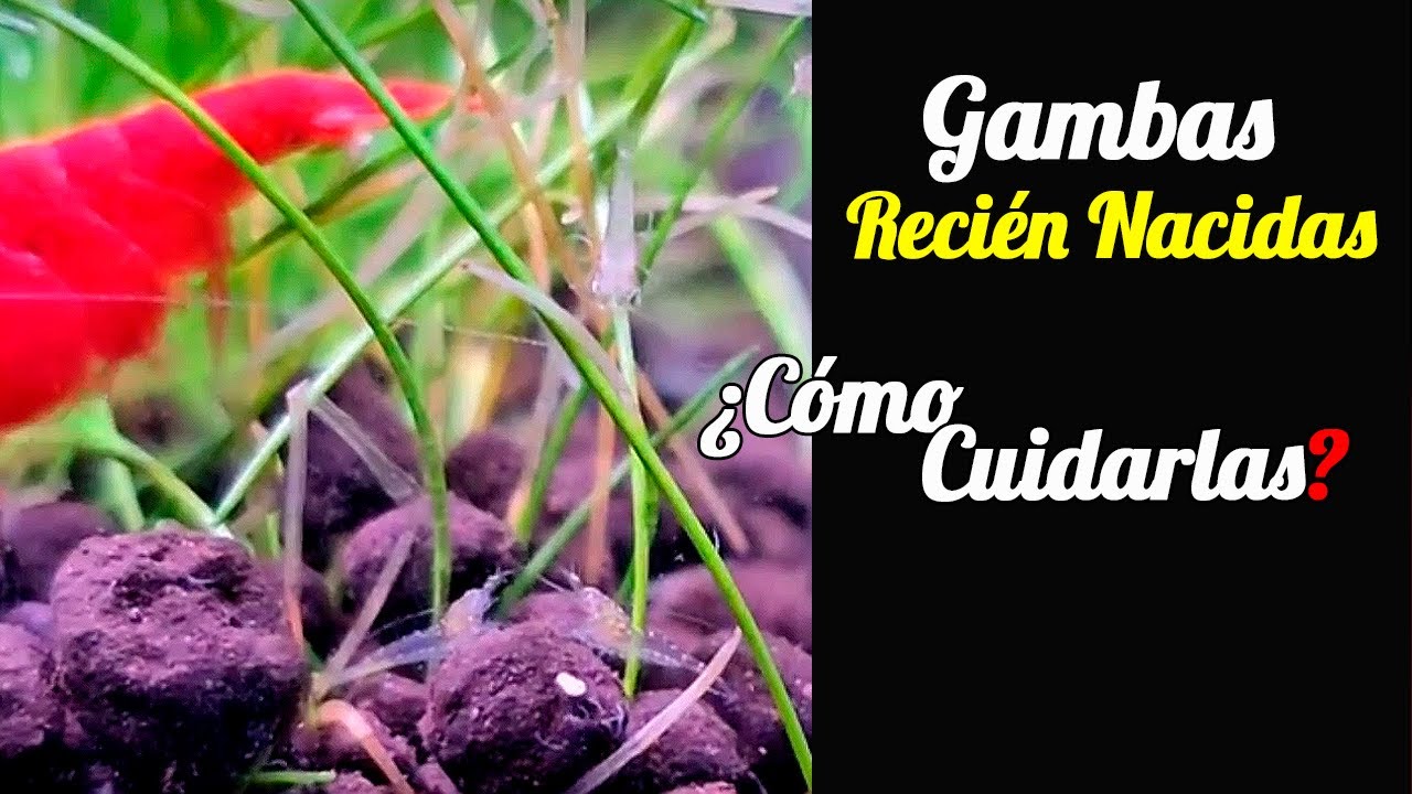 Crias de gambas recien nacidas, Que Hago ahora?