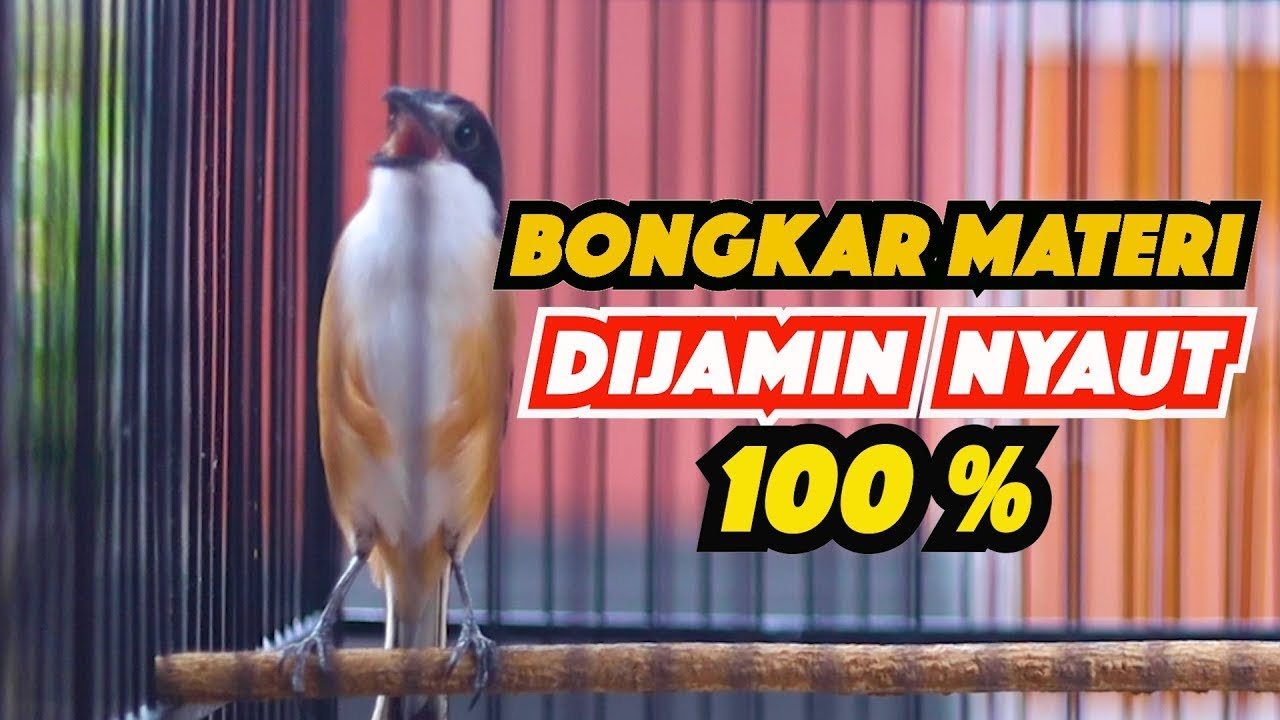 AMPUH BIKIN GACOR PAGI HARI CENDET GACOR BONGKAR MATERI MEWAH, PANCINGAN CENDET AGAR BUNYI EMOSI