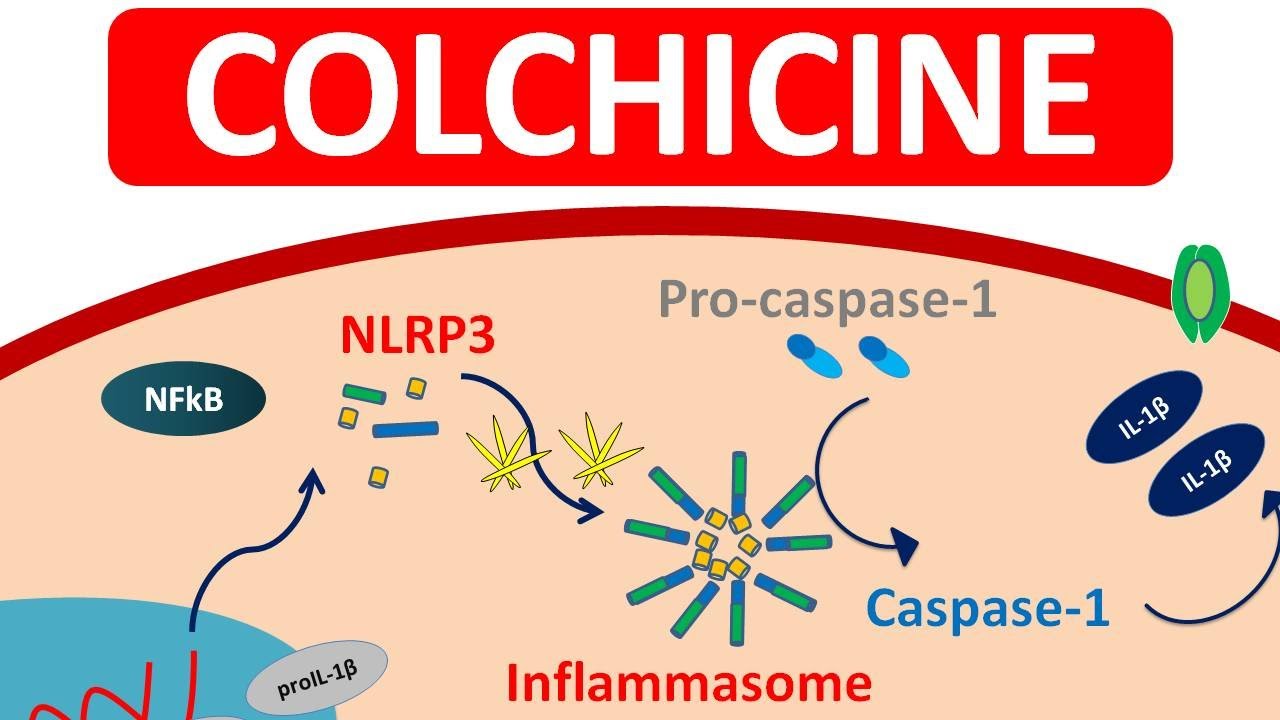 Colchicine Tablets for Gout | Mechanism, precautions & side efects
