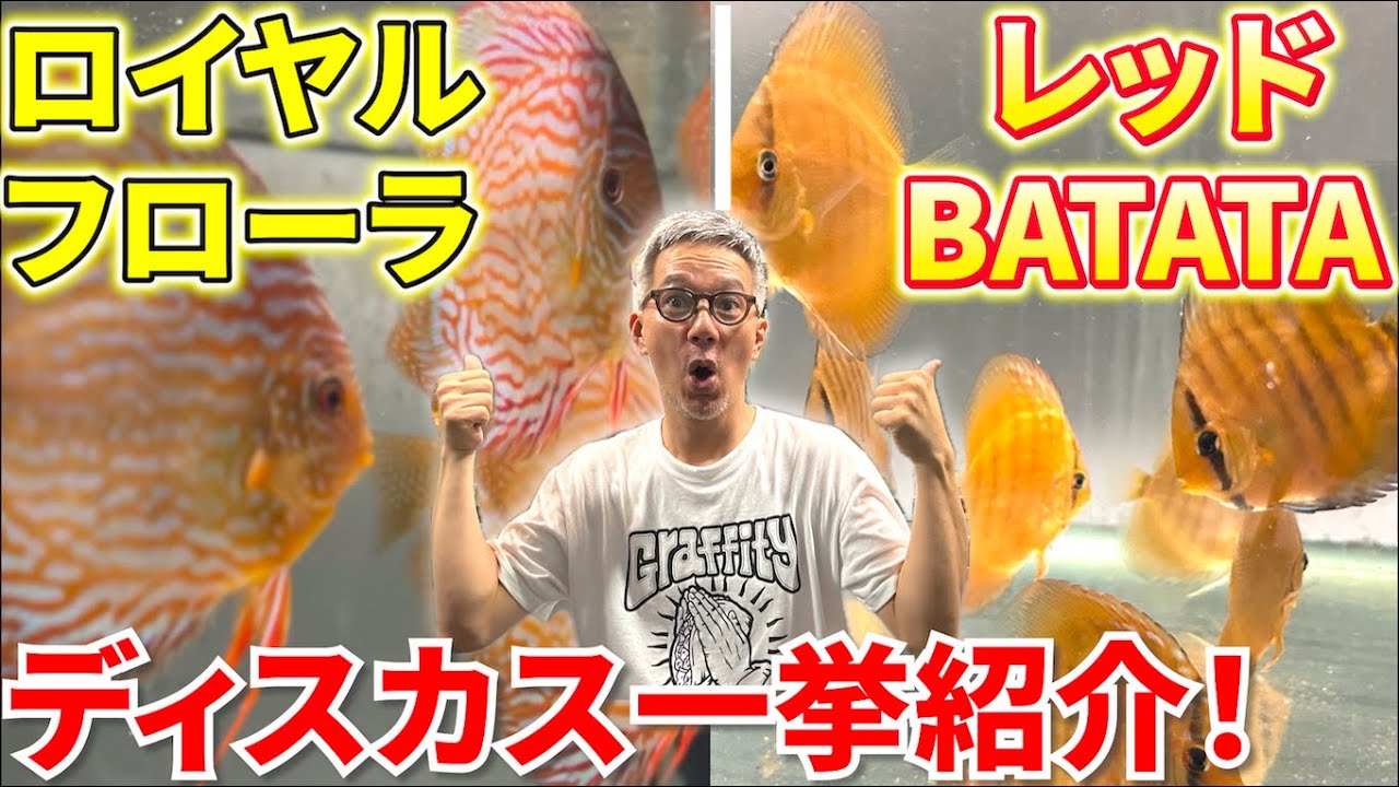 【比較】タイのファームから入荷！２種類のディスカスを紹介、ロイヤルフローラ・レッドBATATAの特徴は！？