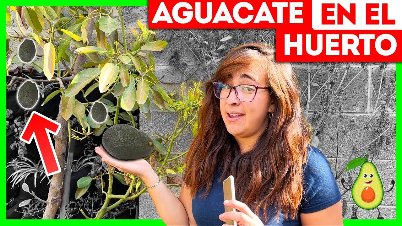 🥑 10 CUIDADOS del AGUACATE en MACETA 🪴 ¿Cómo tener mucha fruta?