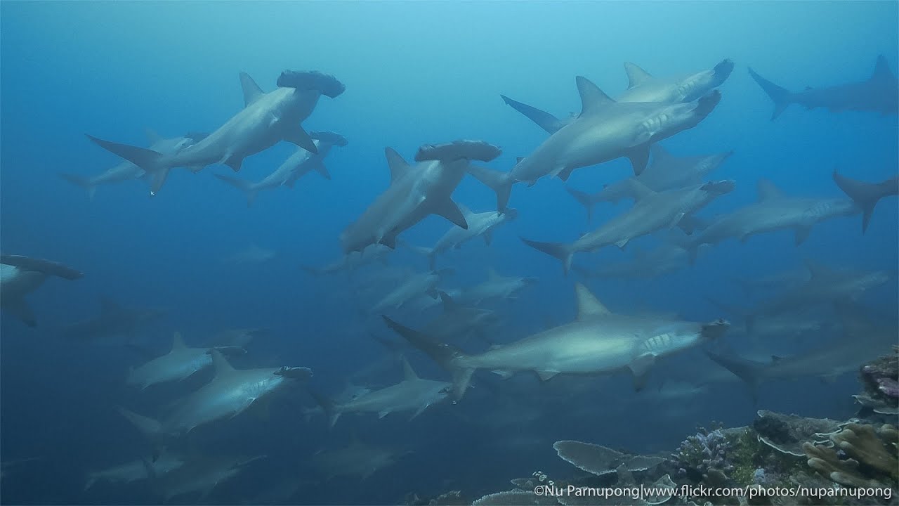 Banda Sea | Diver's dream- Ambon - Banda - Ambon cruise with Black Manta 29 OCT - 5 NOV 2015