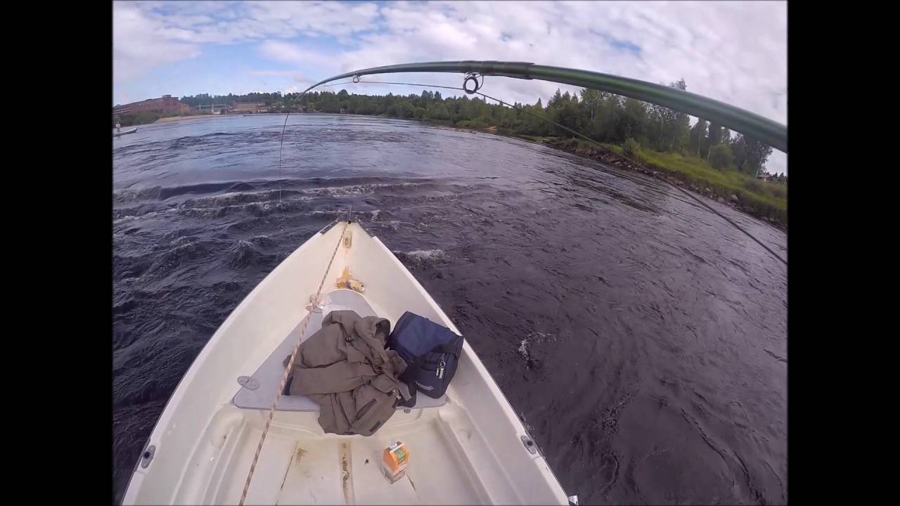 Forshagaforsen. Lax som hoppar in i b&aring;ten