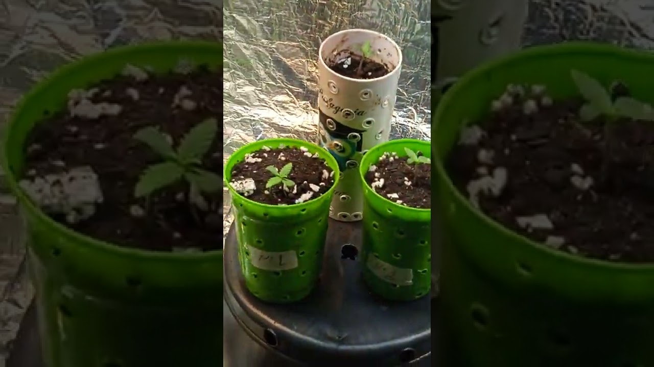 meu growbiarra