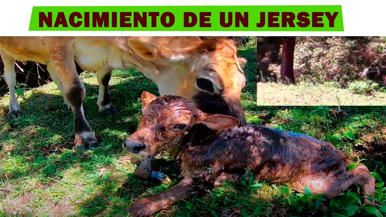 COMO ES EL PARTO DE UNA VACA JERSEY PRIMERIZA, primer fruto del proyecto RENACER